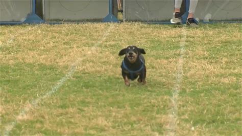 26th Annual Wiener Dog Races happening Saturday in Buda